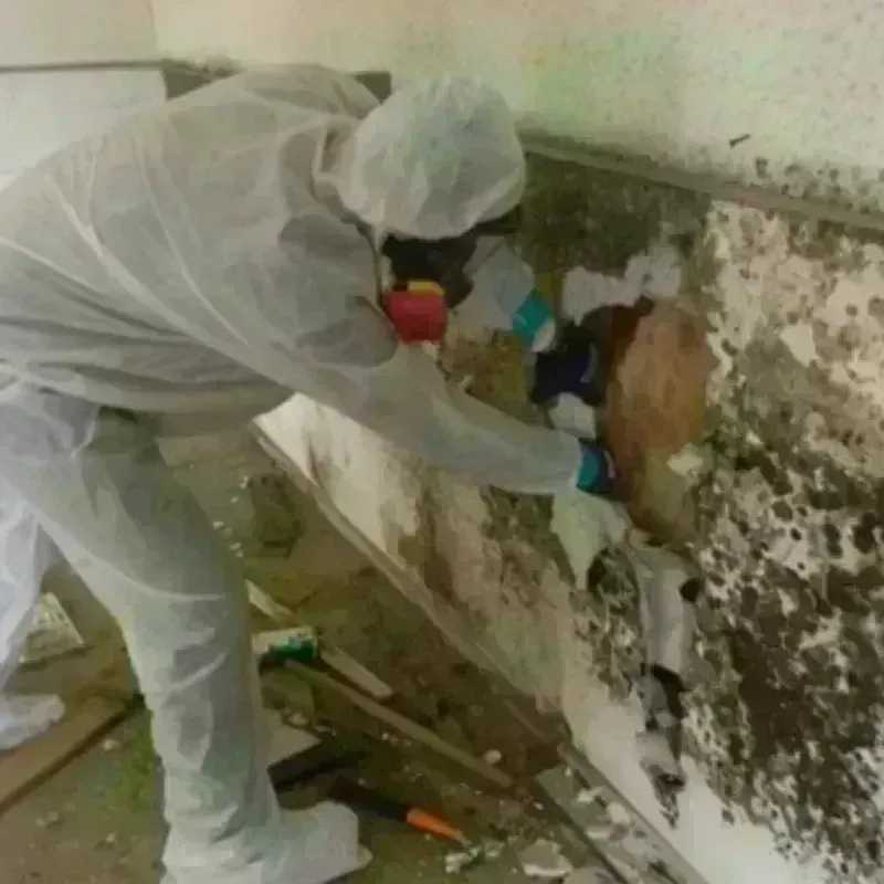 Mold Remediation and Removal in Kettleman City, CA